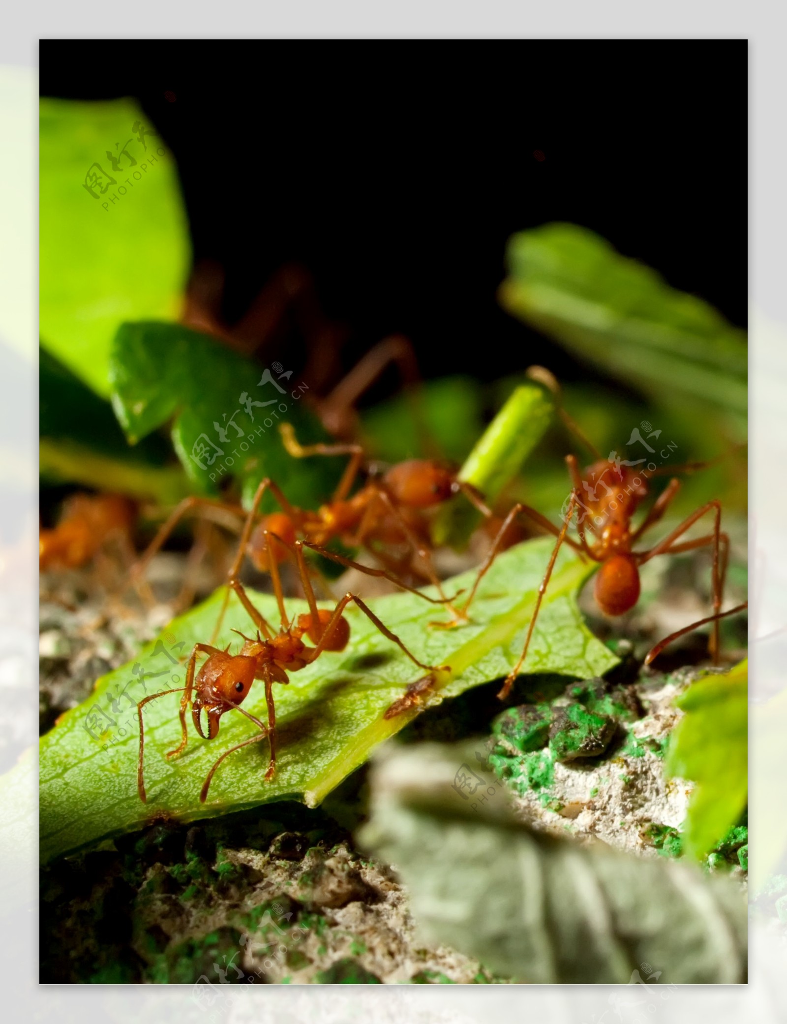 切叶蚁图片