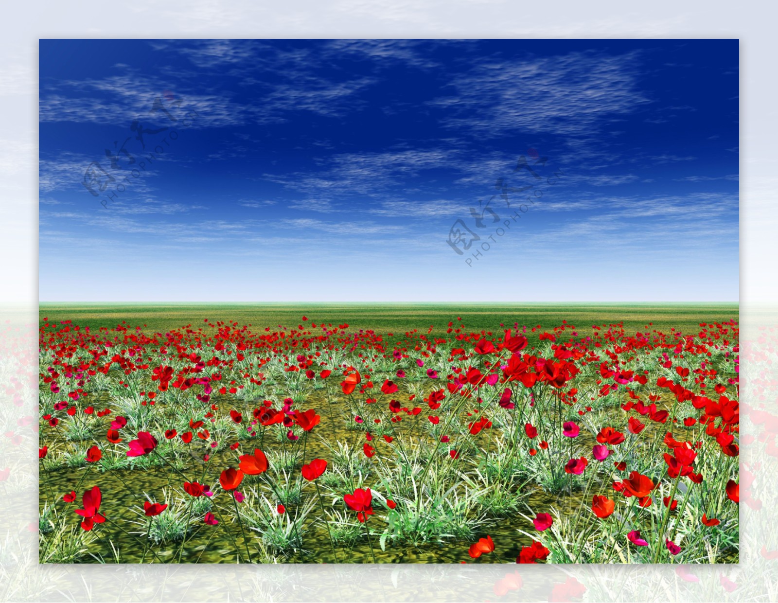 草原上的红色花朵图片素材