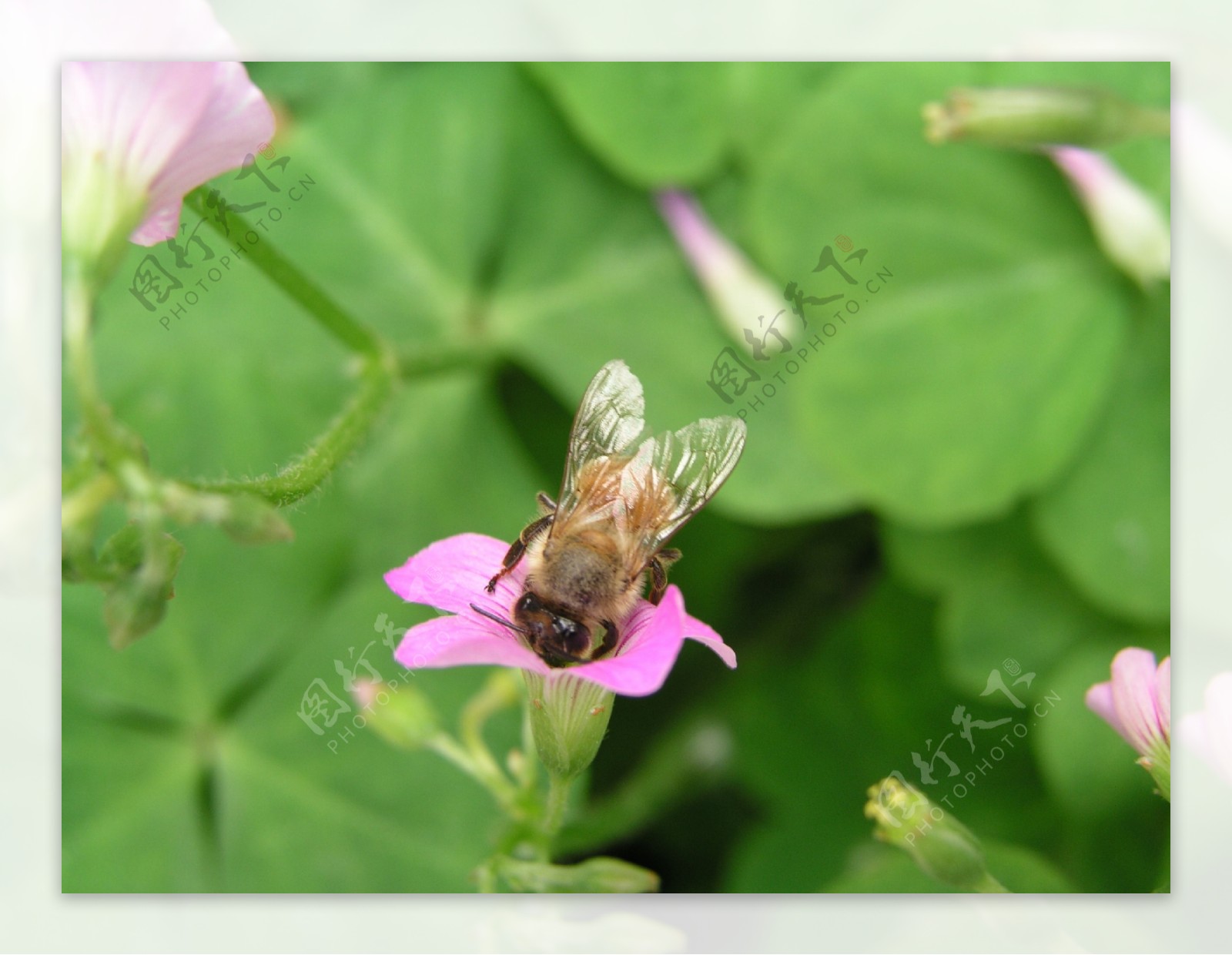 蜜蜂高清图采蜜图片