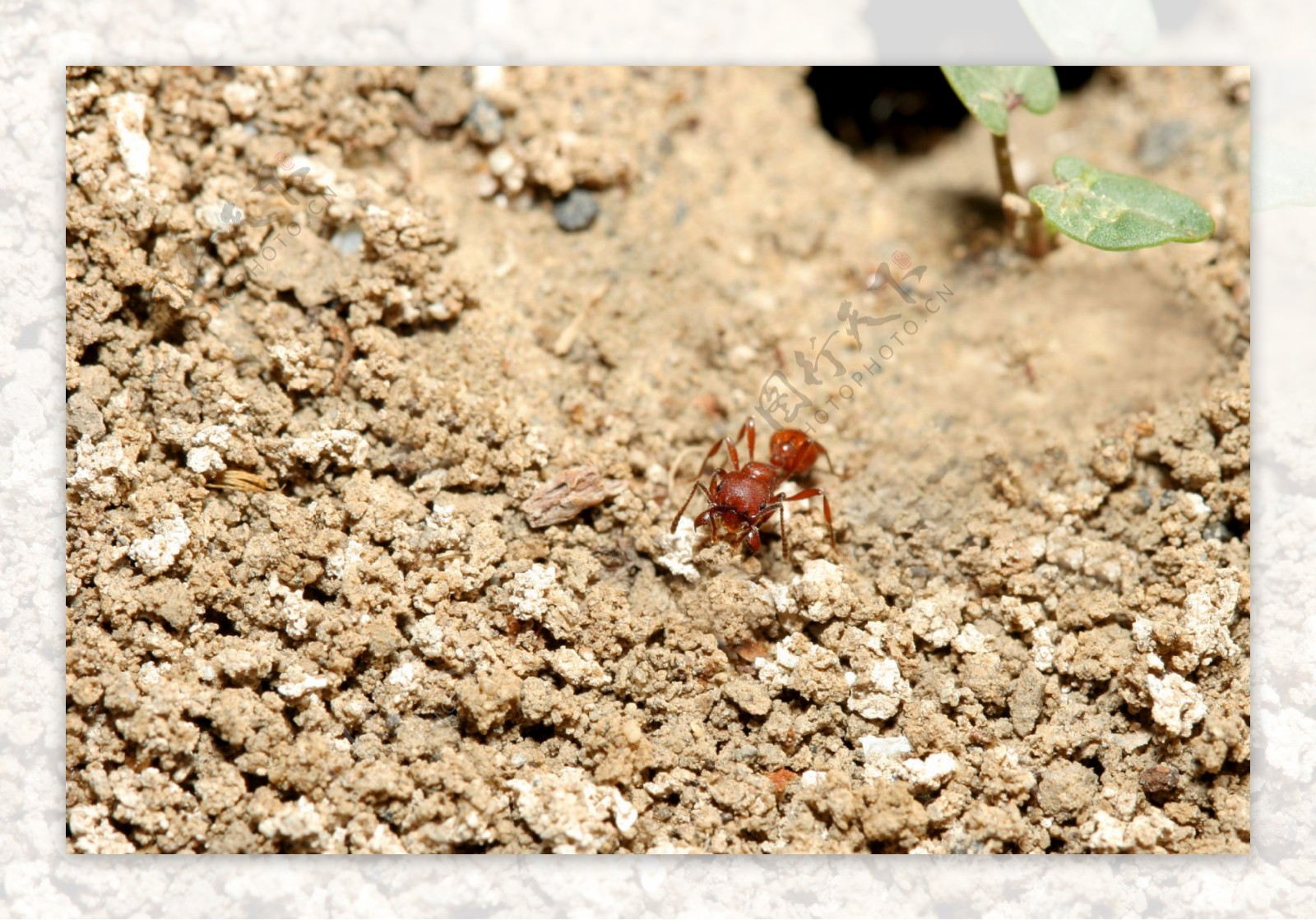 大蚂蚁特写图片