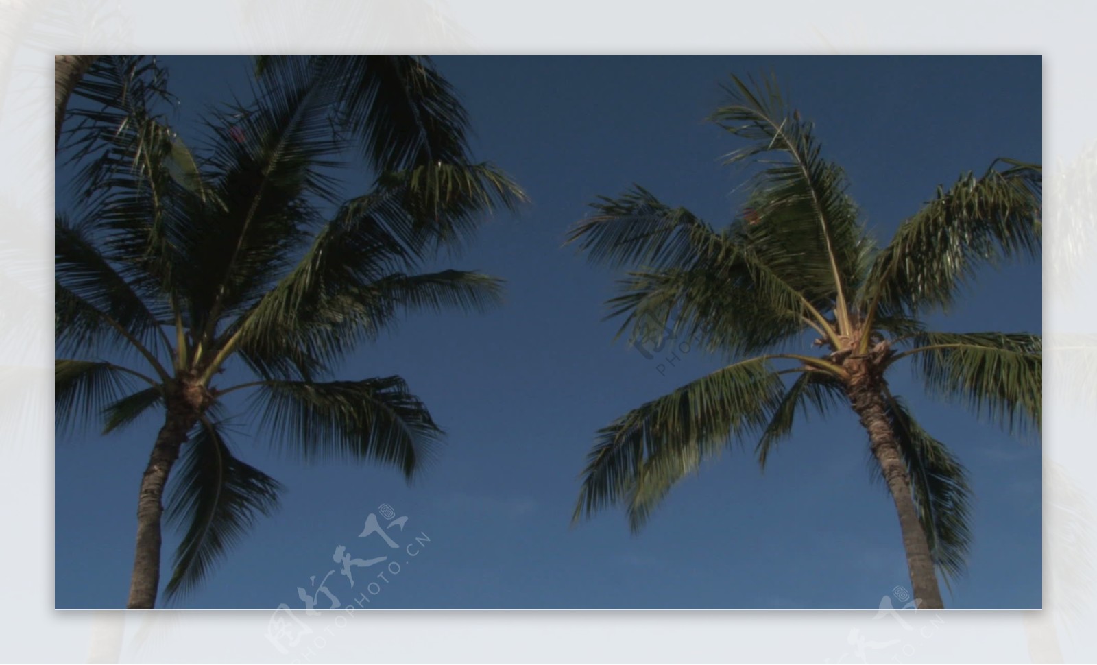 棕榈树的海洋倾斜查看股票的录像视频免费下载
