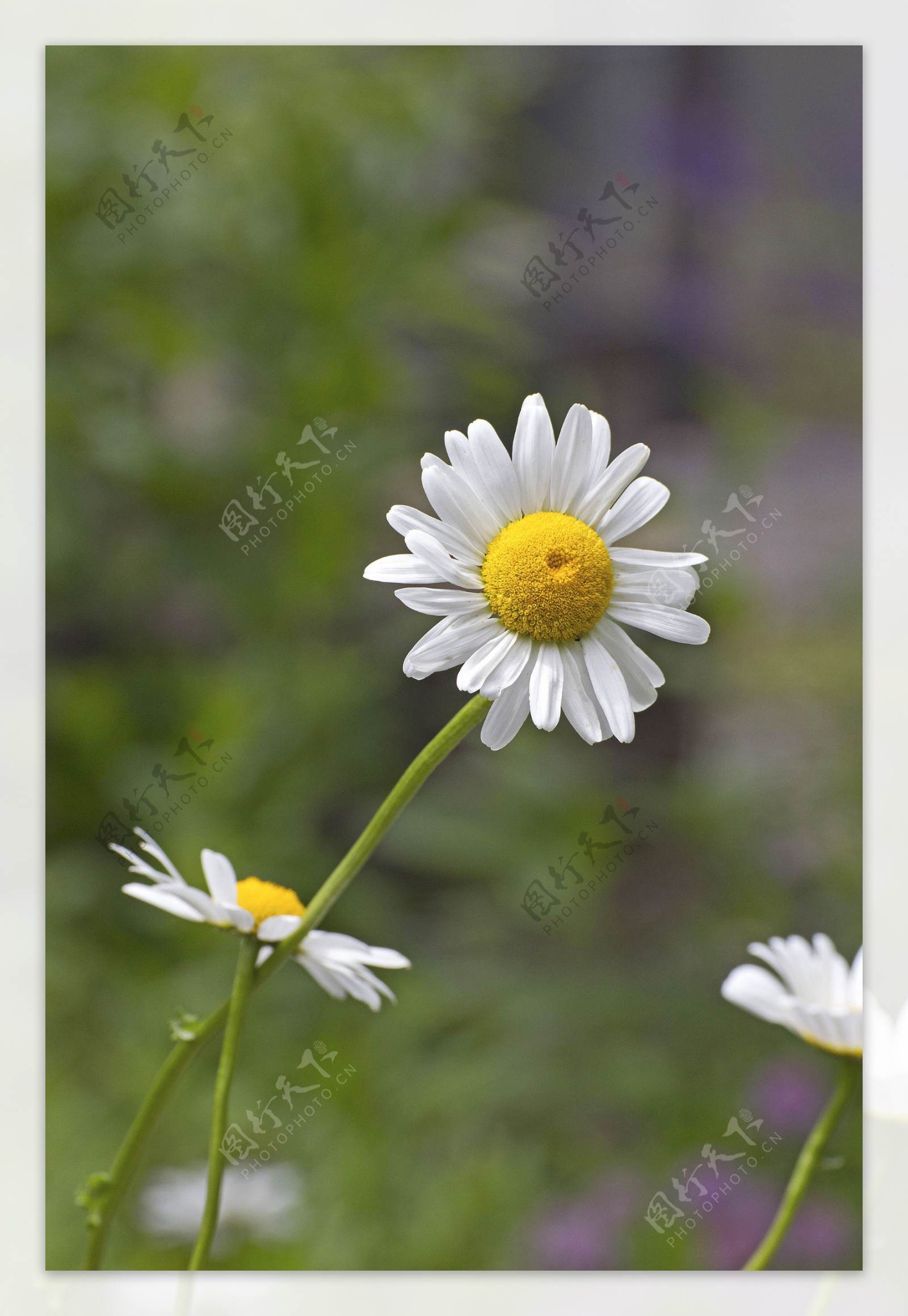 白色的野菊花