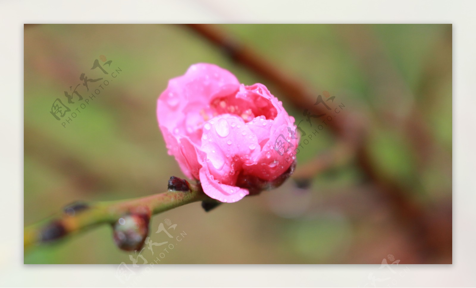 桃花的花蕾图片