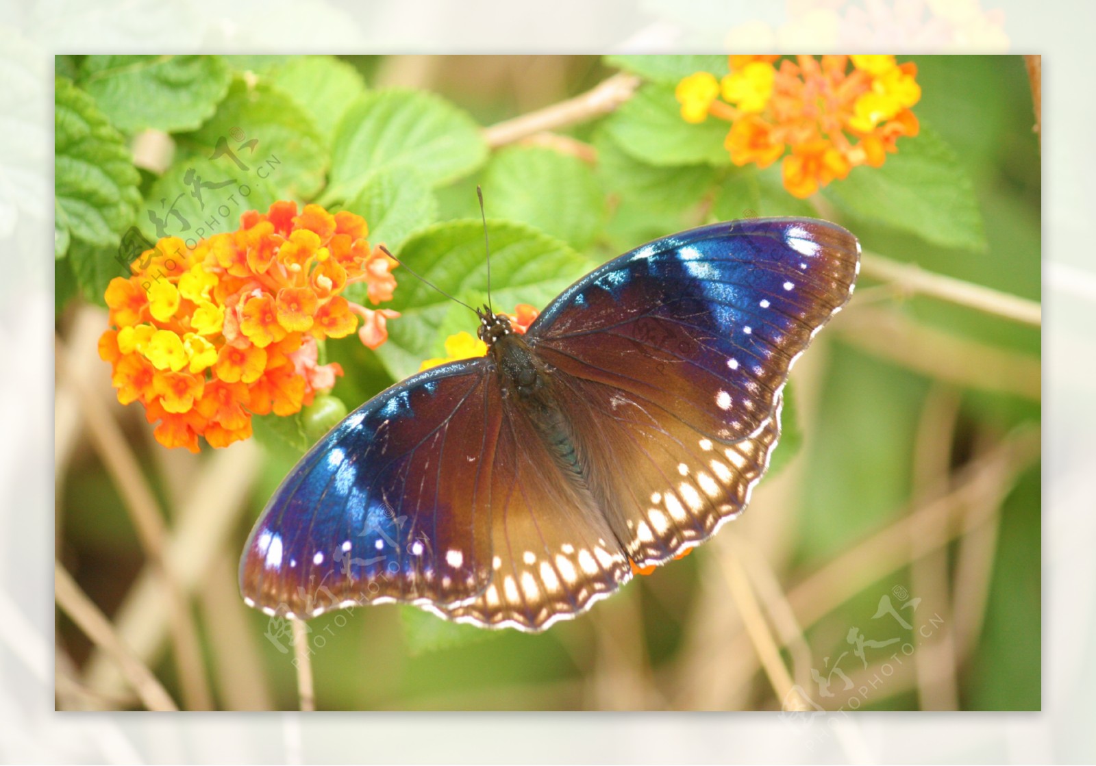 幻斑紫蛱蝶图片