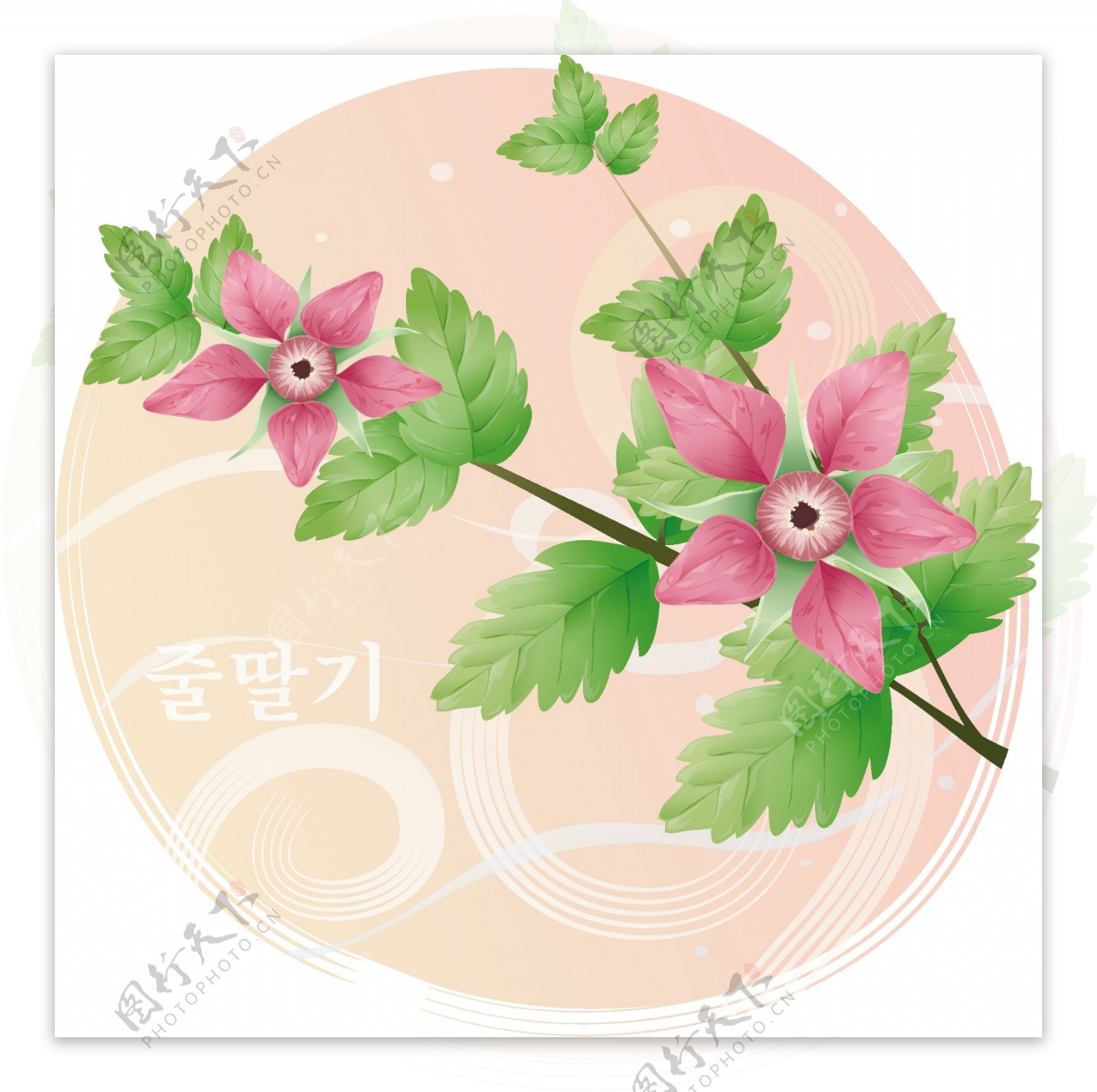 韩国野莓花