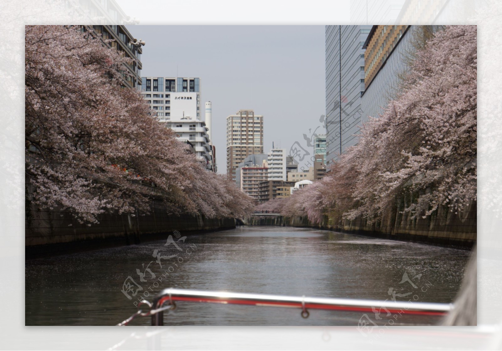 东京樱花图片