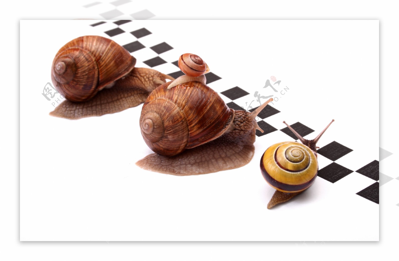 蜗牛赛跑高清图片