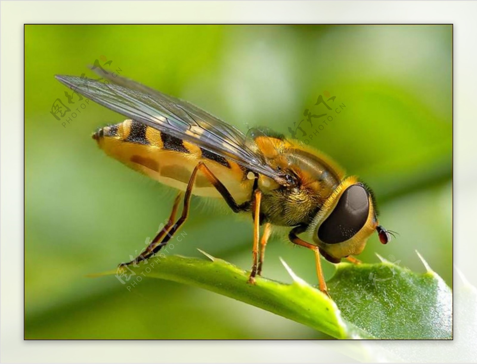 蜜蜂高清图片下载-正版图片500345183-摄图网
