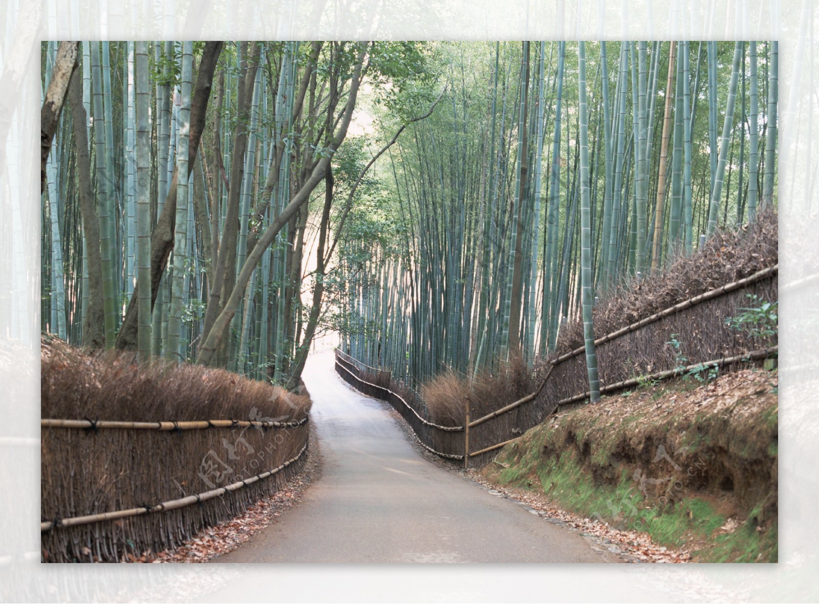 竹林道路