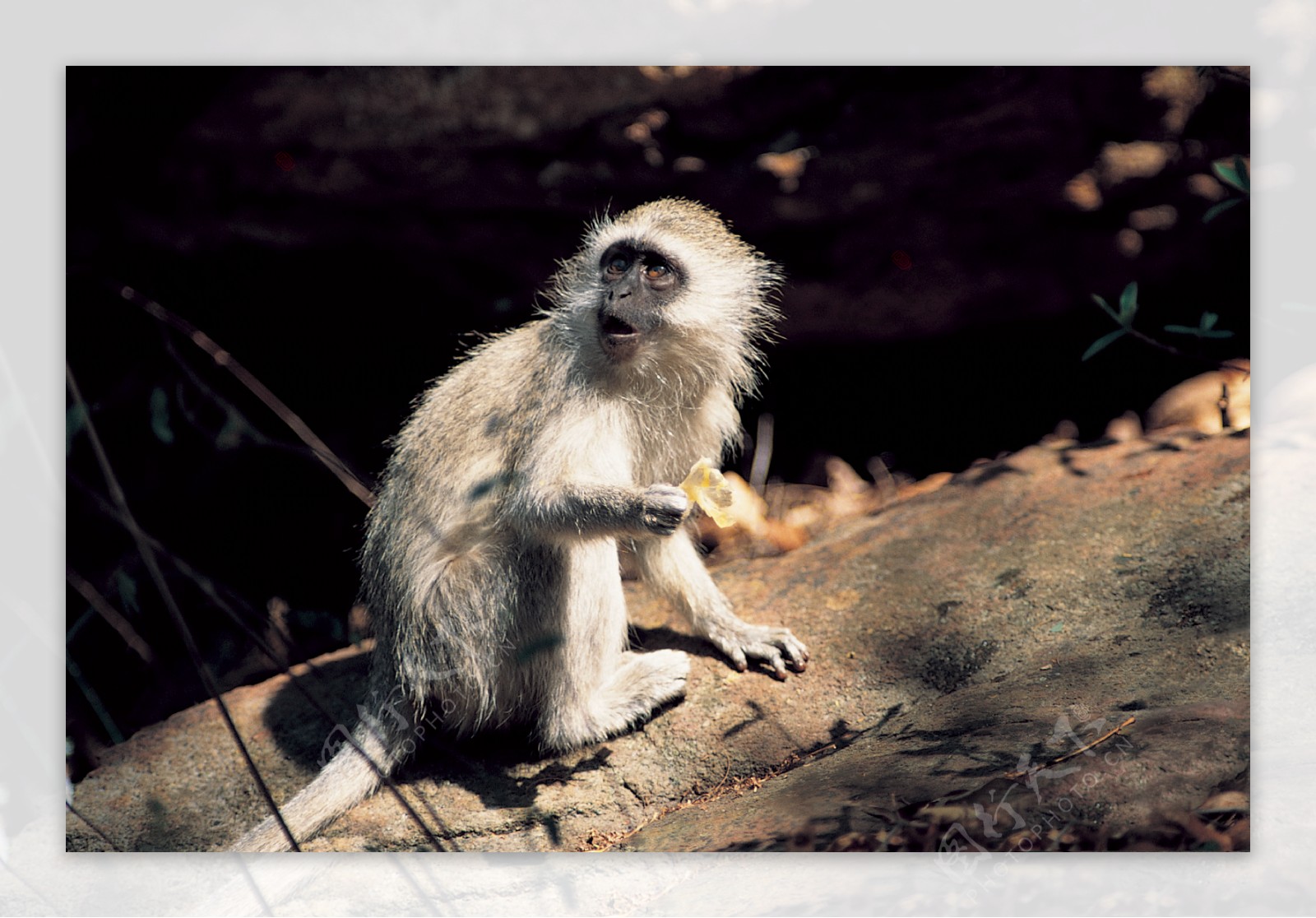 野生动物图片长尾马猴
