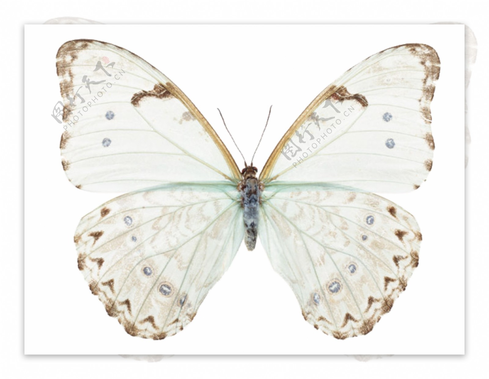 白色花纹蝴蝶
