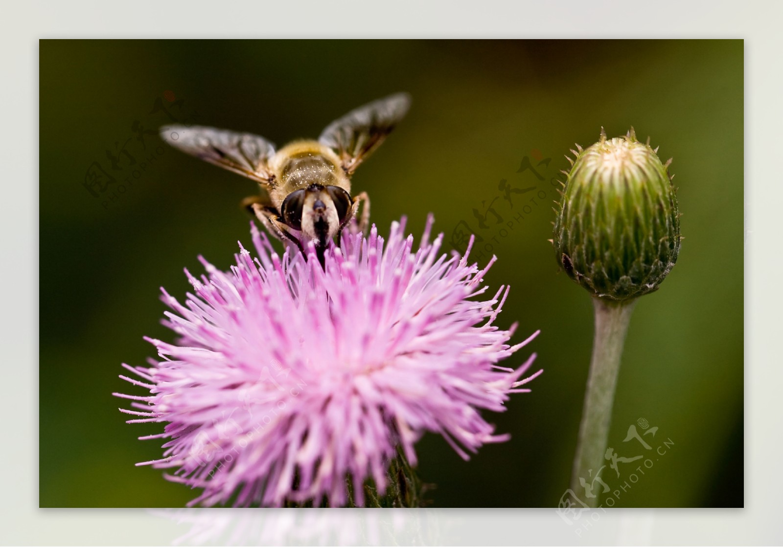 浑身花粉的蜂图片