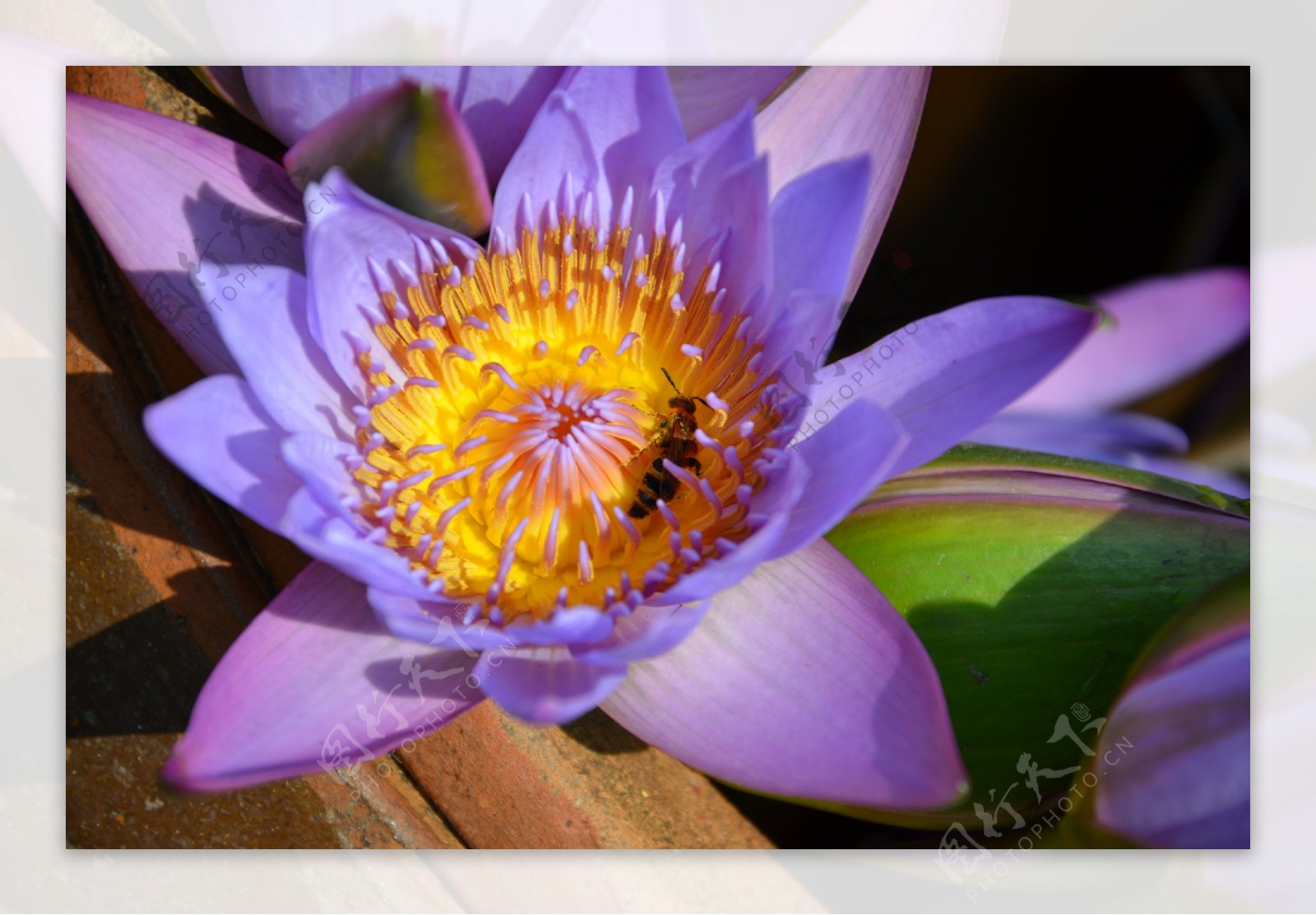 莲花蜜蜂图片