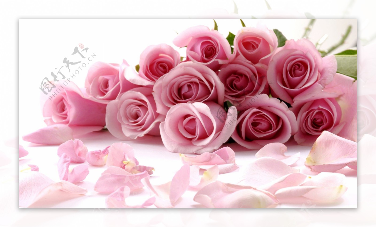 粉红色玫瑰花底纹素材