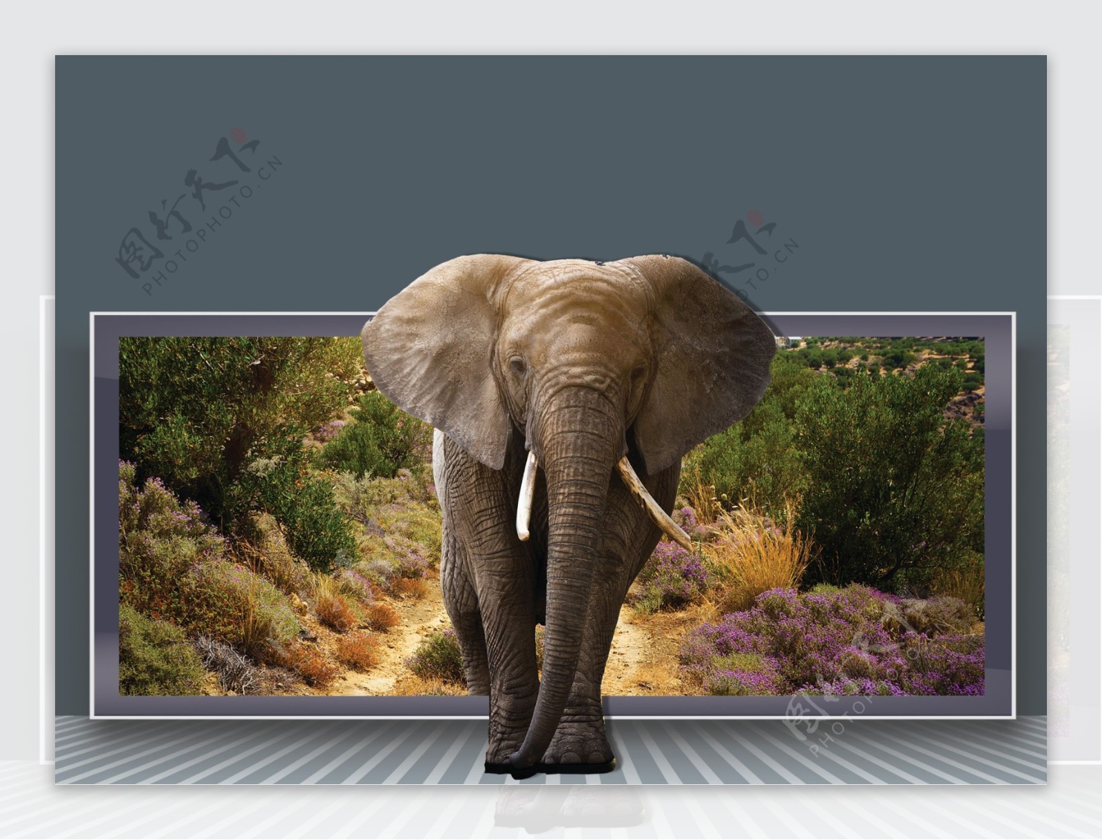走出画框的大象图片