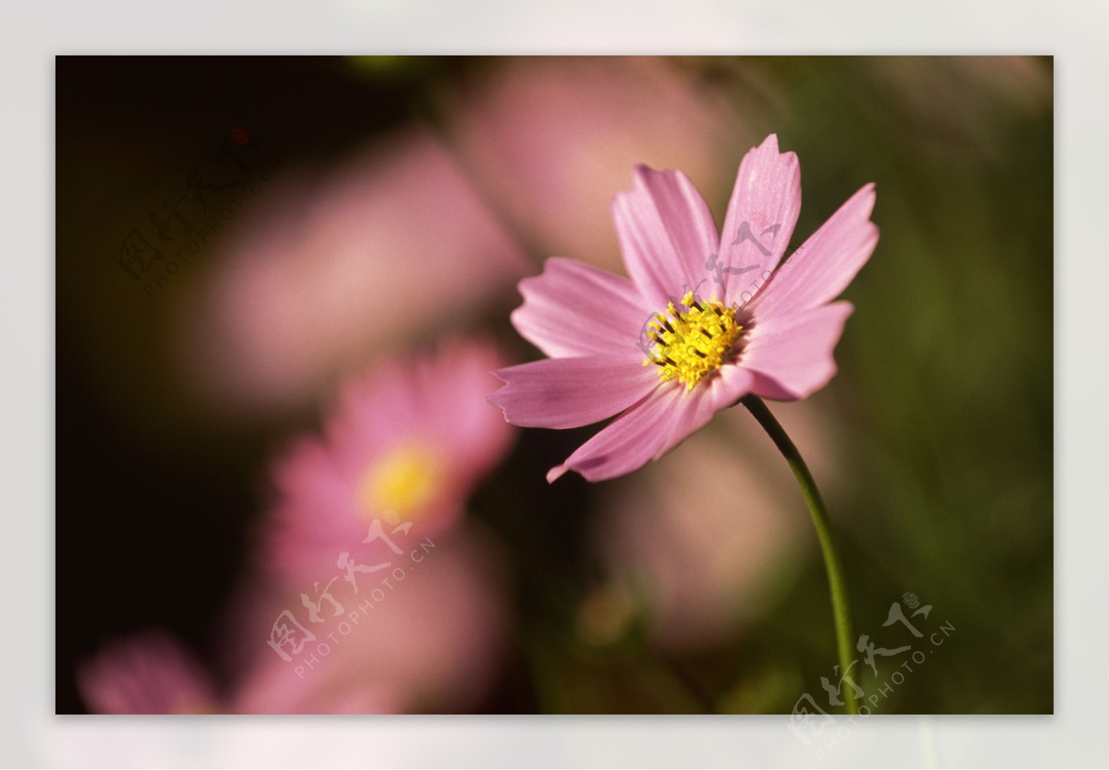 花朵高清图片