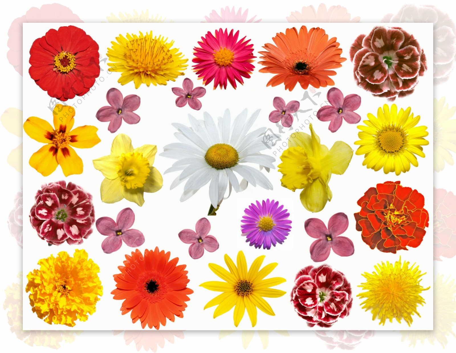 五颜六色的花朵图片素材