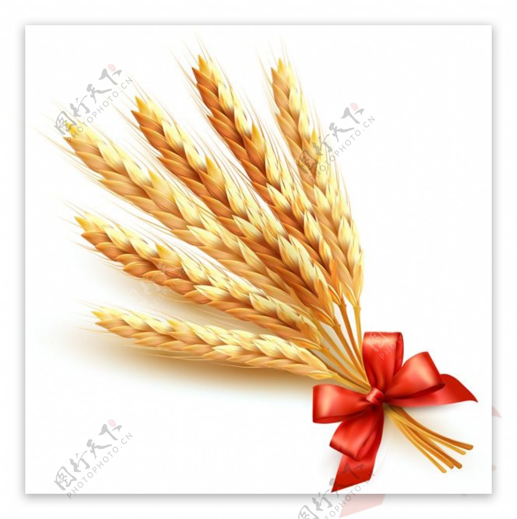 小麦创意矢量设计素材