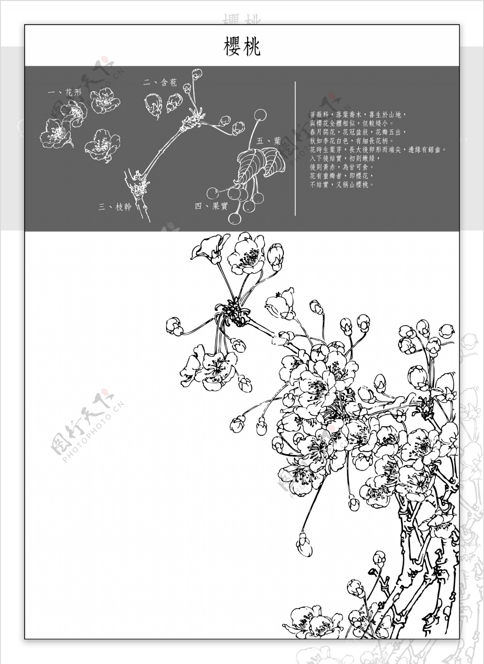 中国工笔画图谱矢量素材2130
