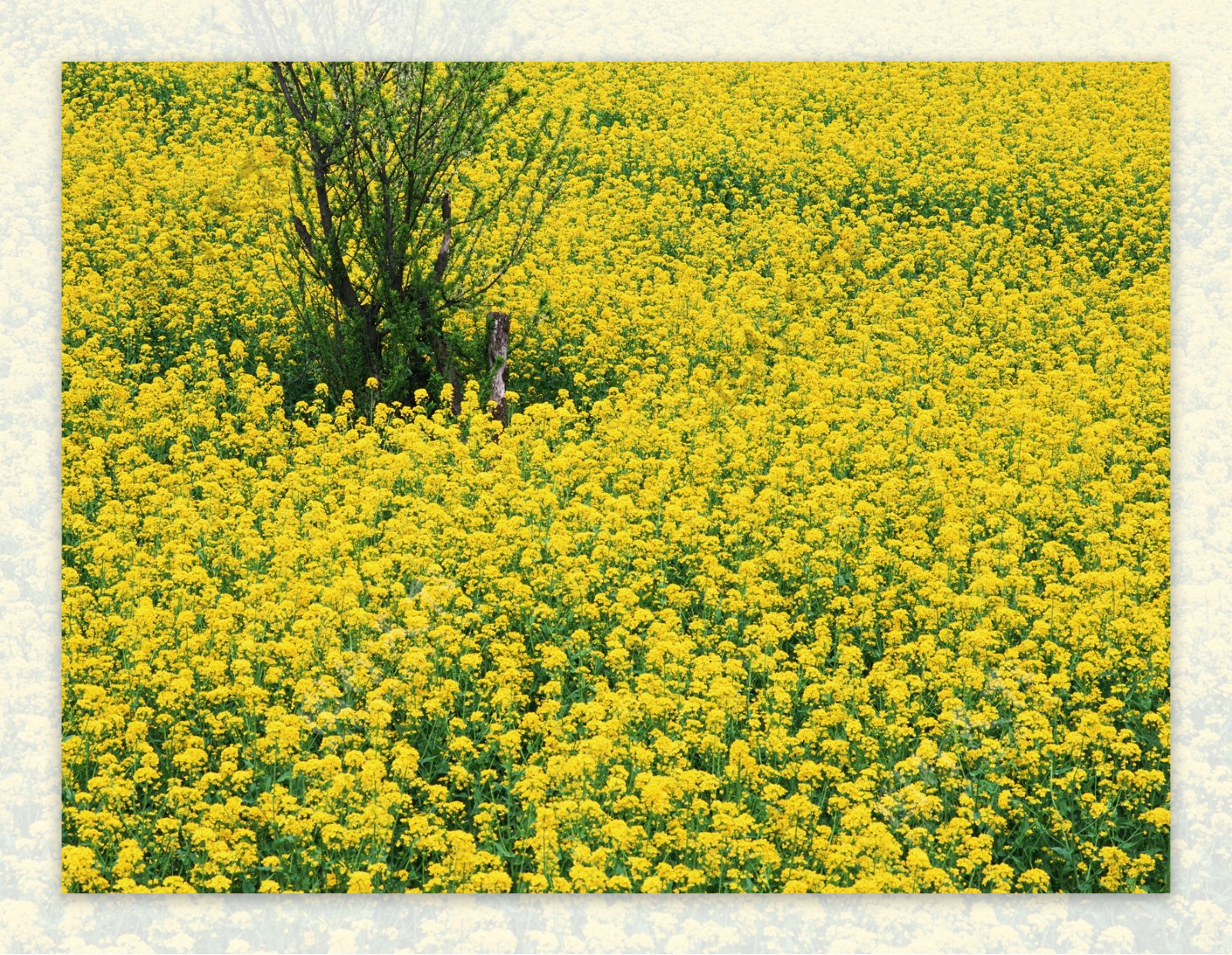 油菜花高清图片