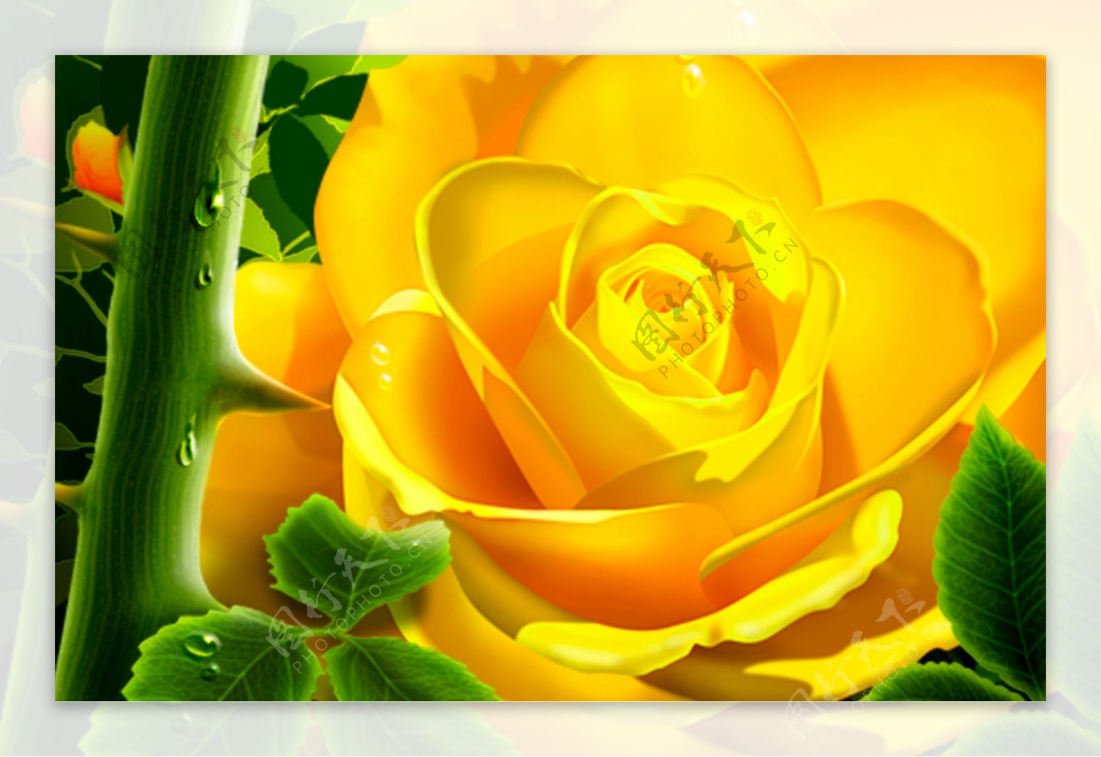 水珠的黄色玫瑰花分层psd素材源文件