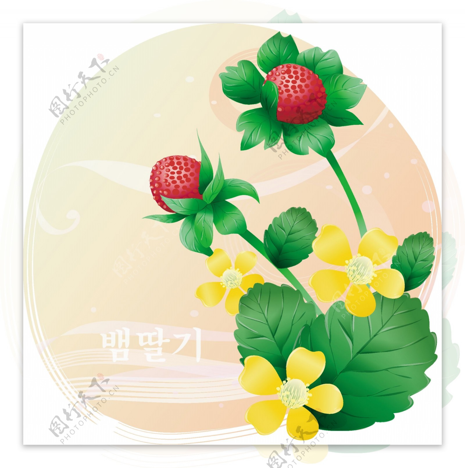 韩国边框素材野草莓