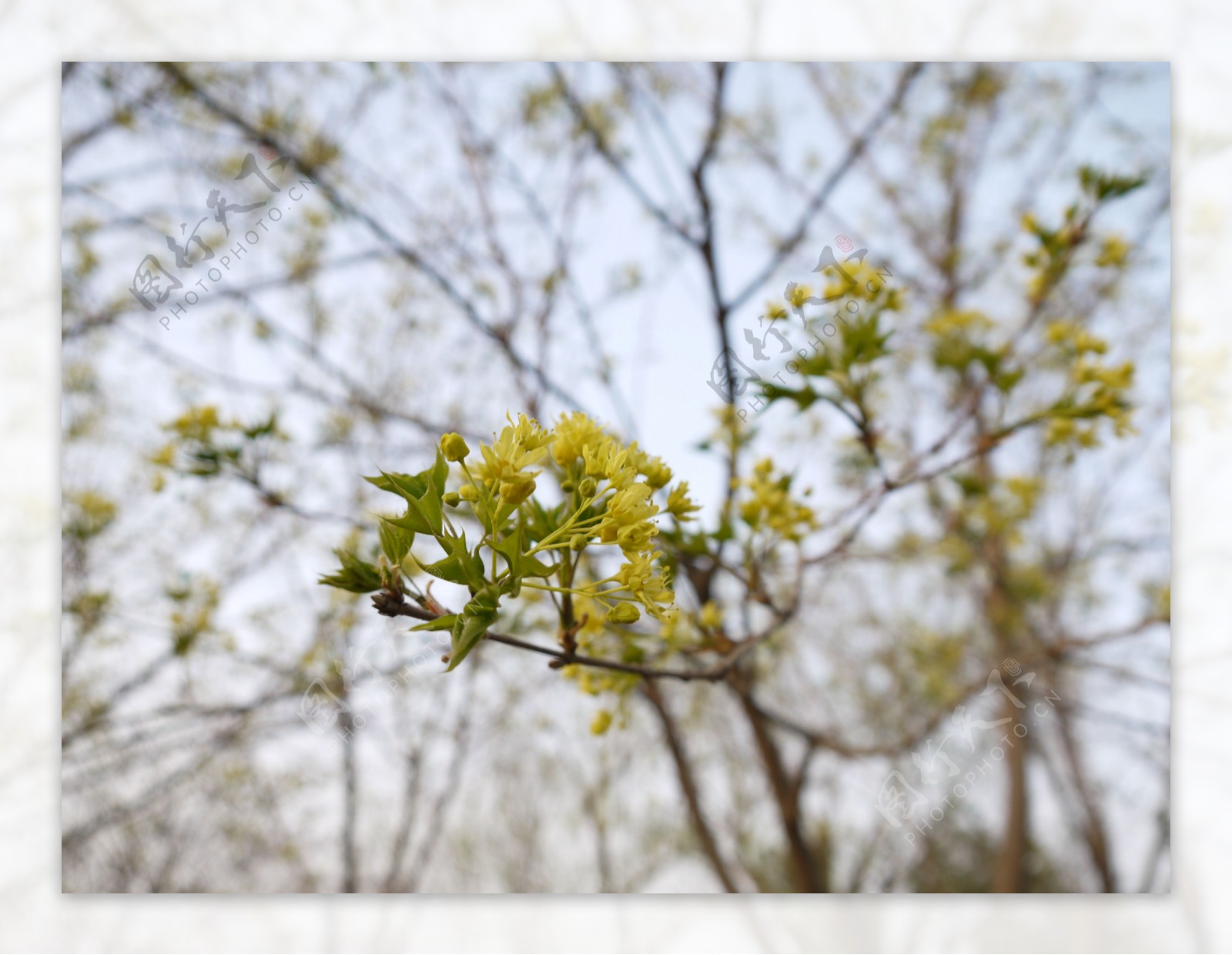 桂花图片