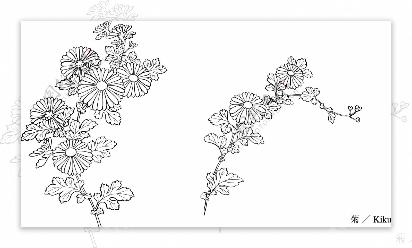 线描植物花卉矢量素材31菊花.