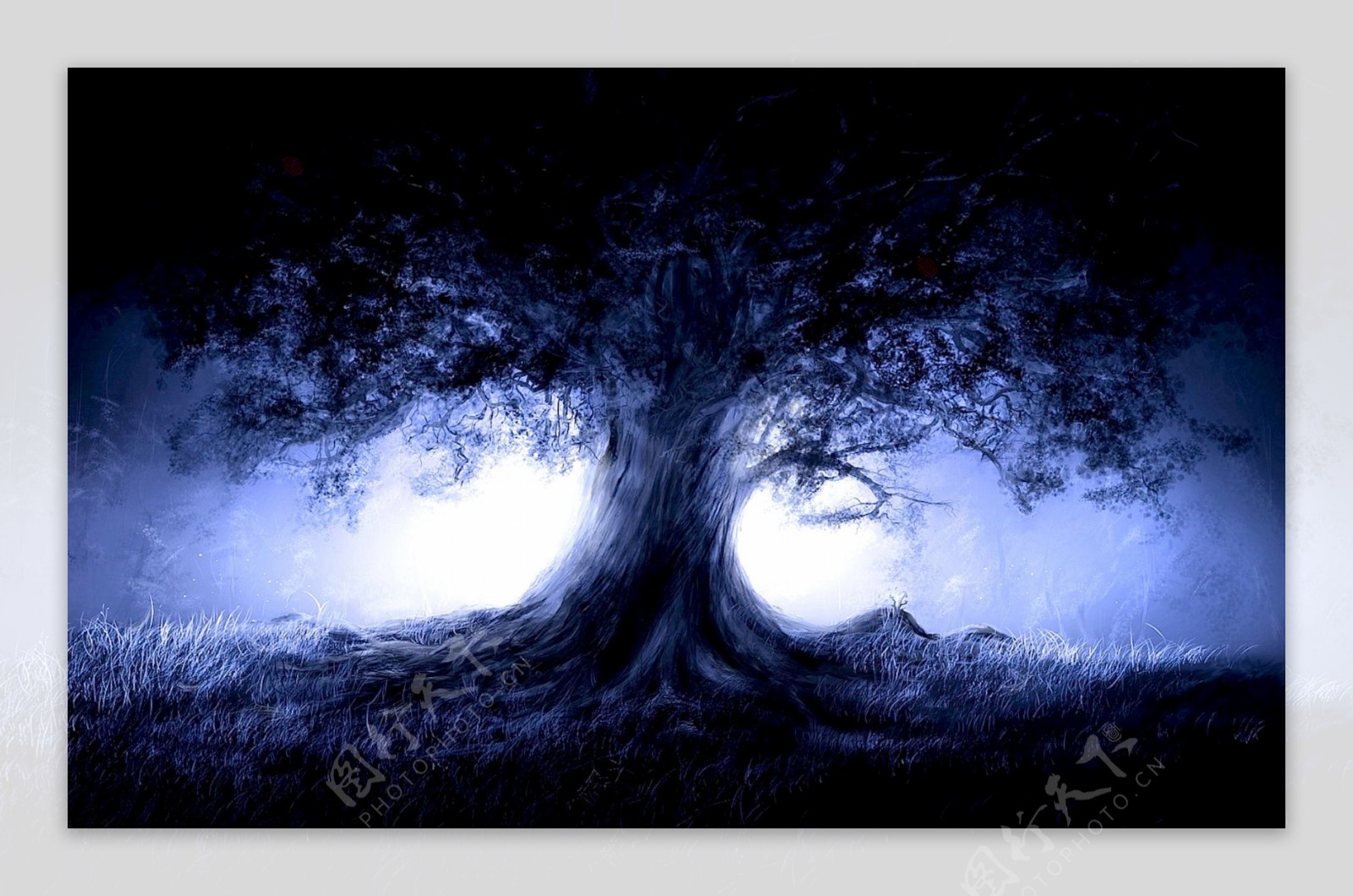 夜晚的树高清图片