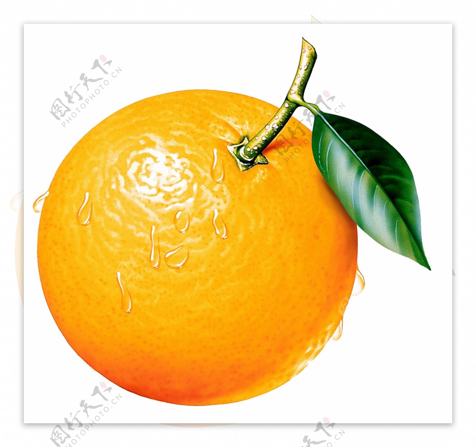 橘子图片橘子素材新鲜水果橘带叶的橘子