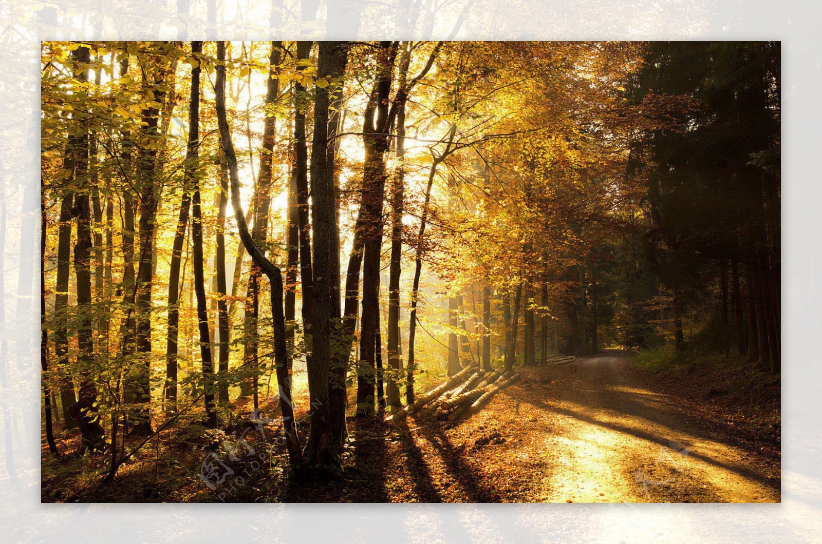秋天树林高清免费背景素材下载