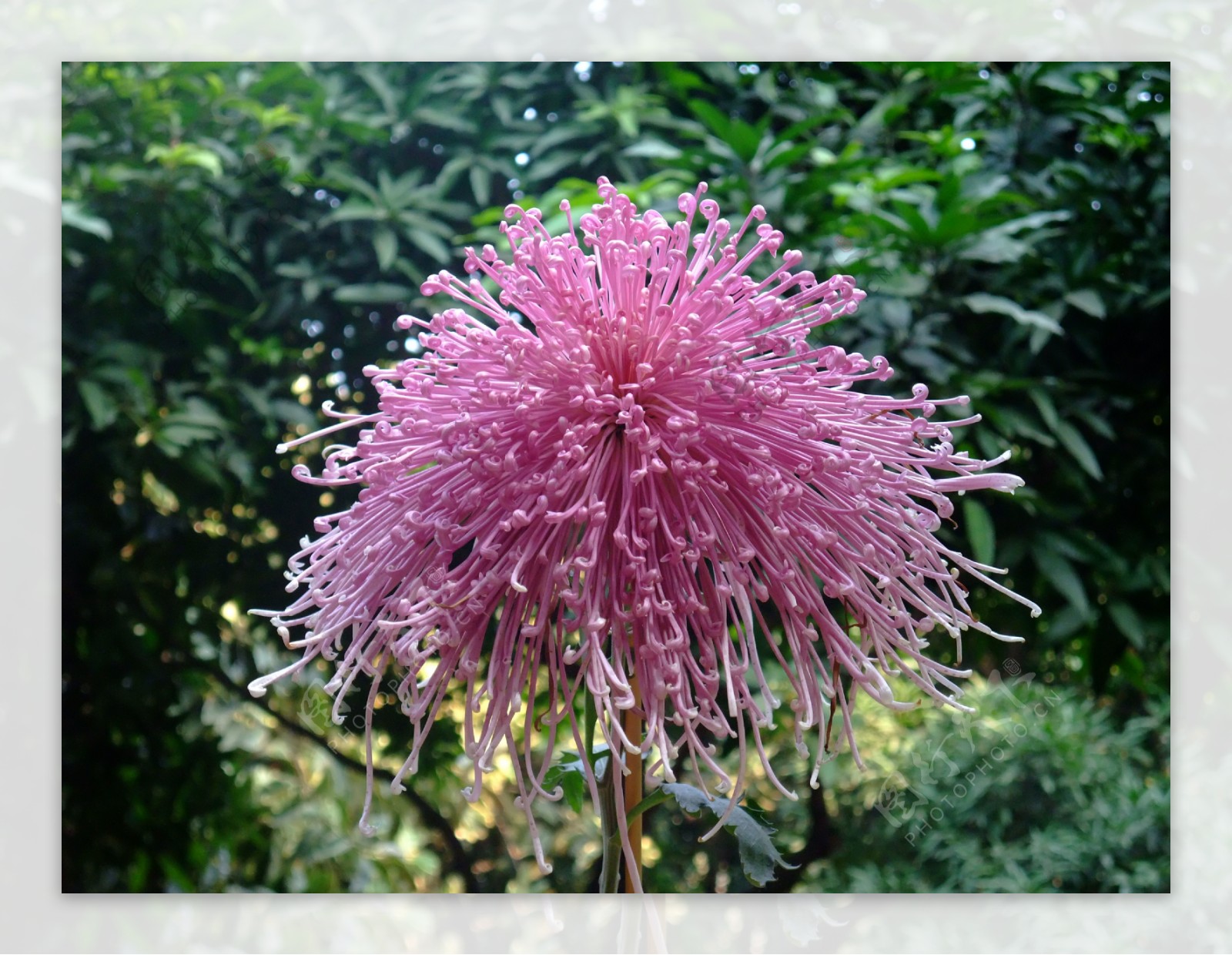 线菊花朵