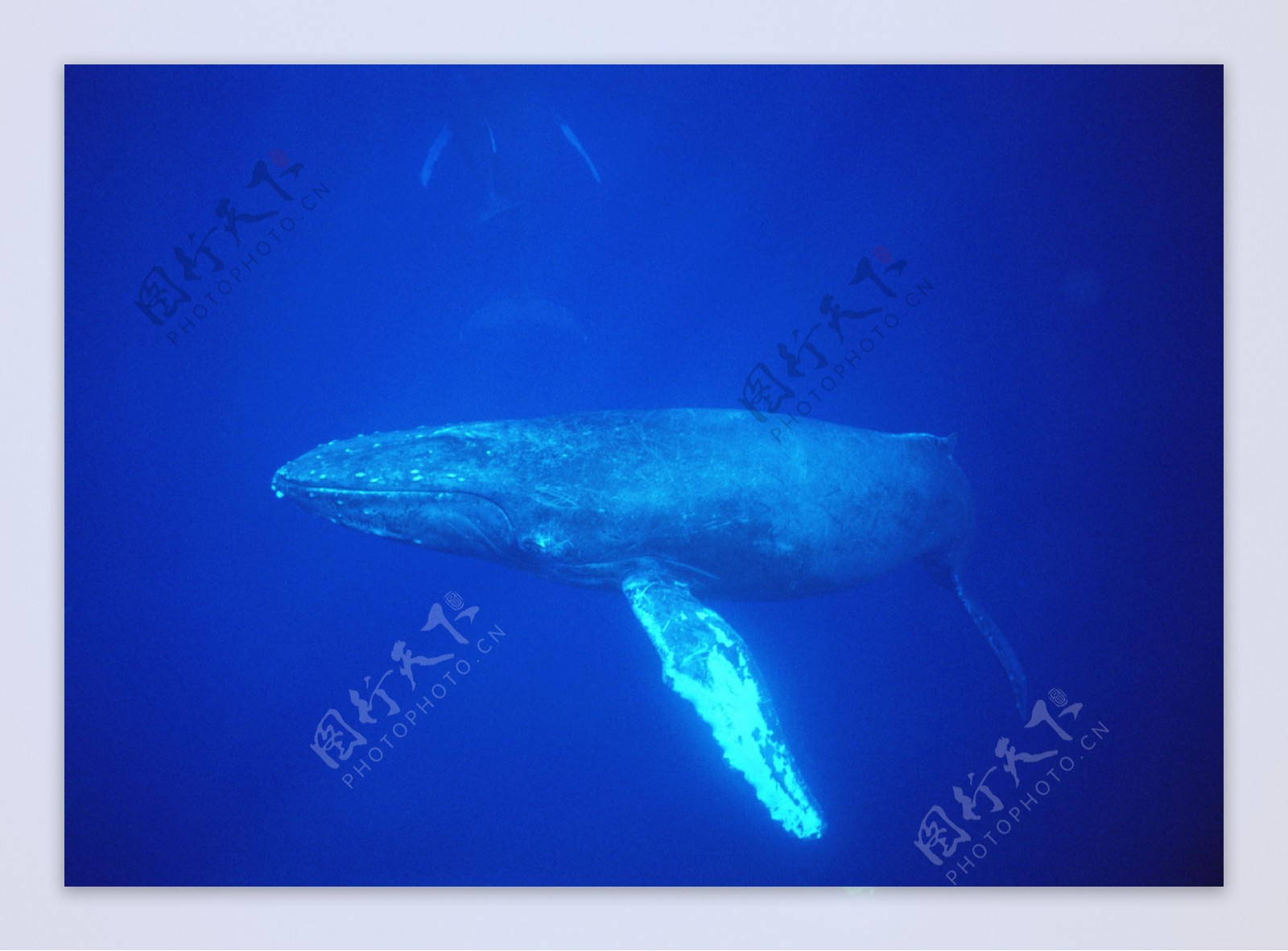 海洋大海碧海海洋生物鲸鱼鲨鱼海豚广告素材大辞典