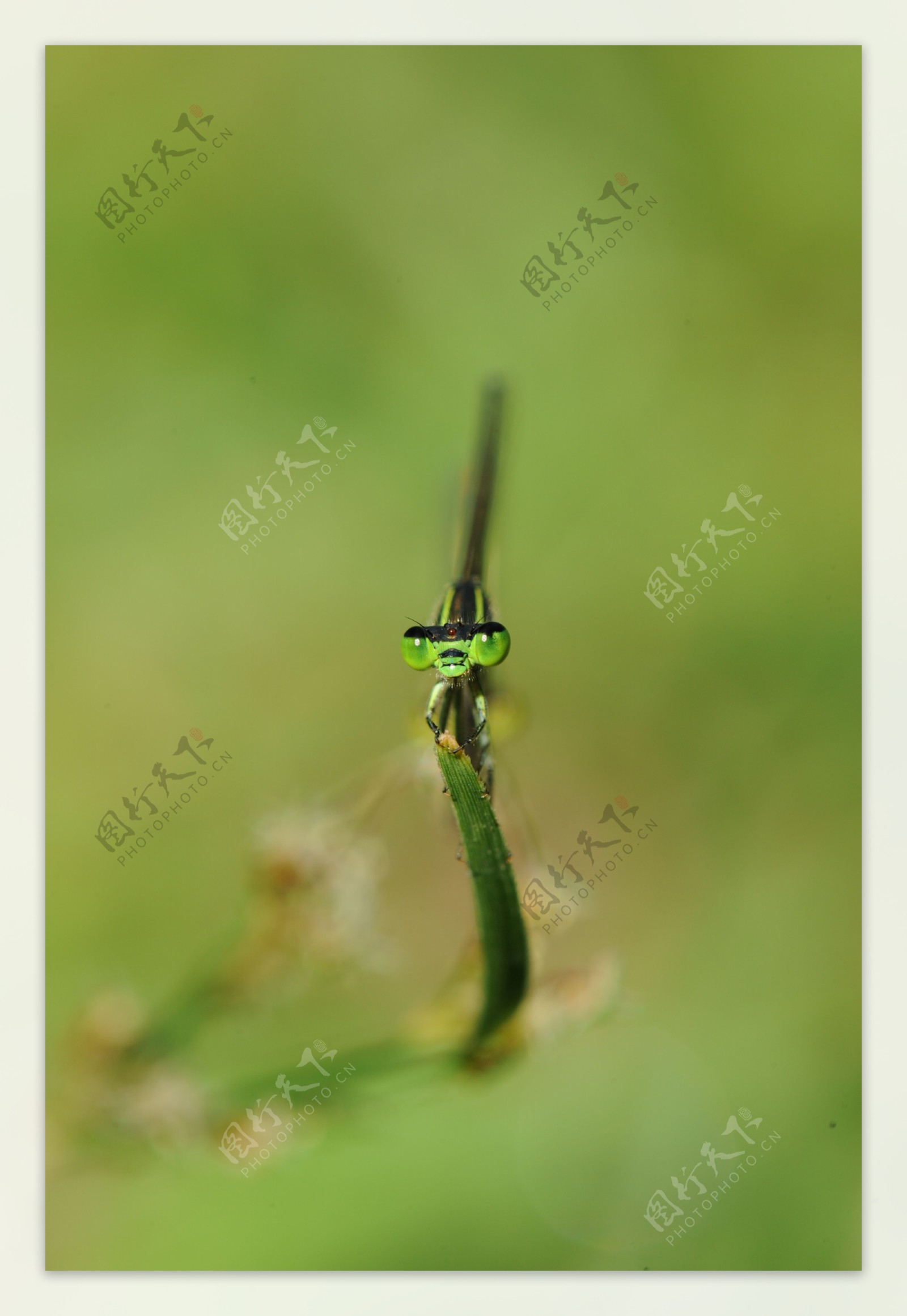 高清蜻蜓图片