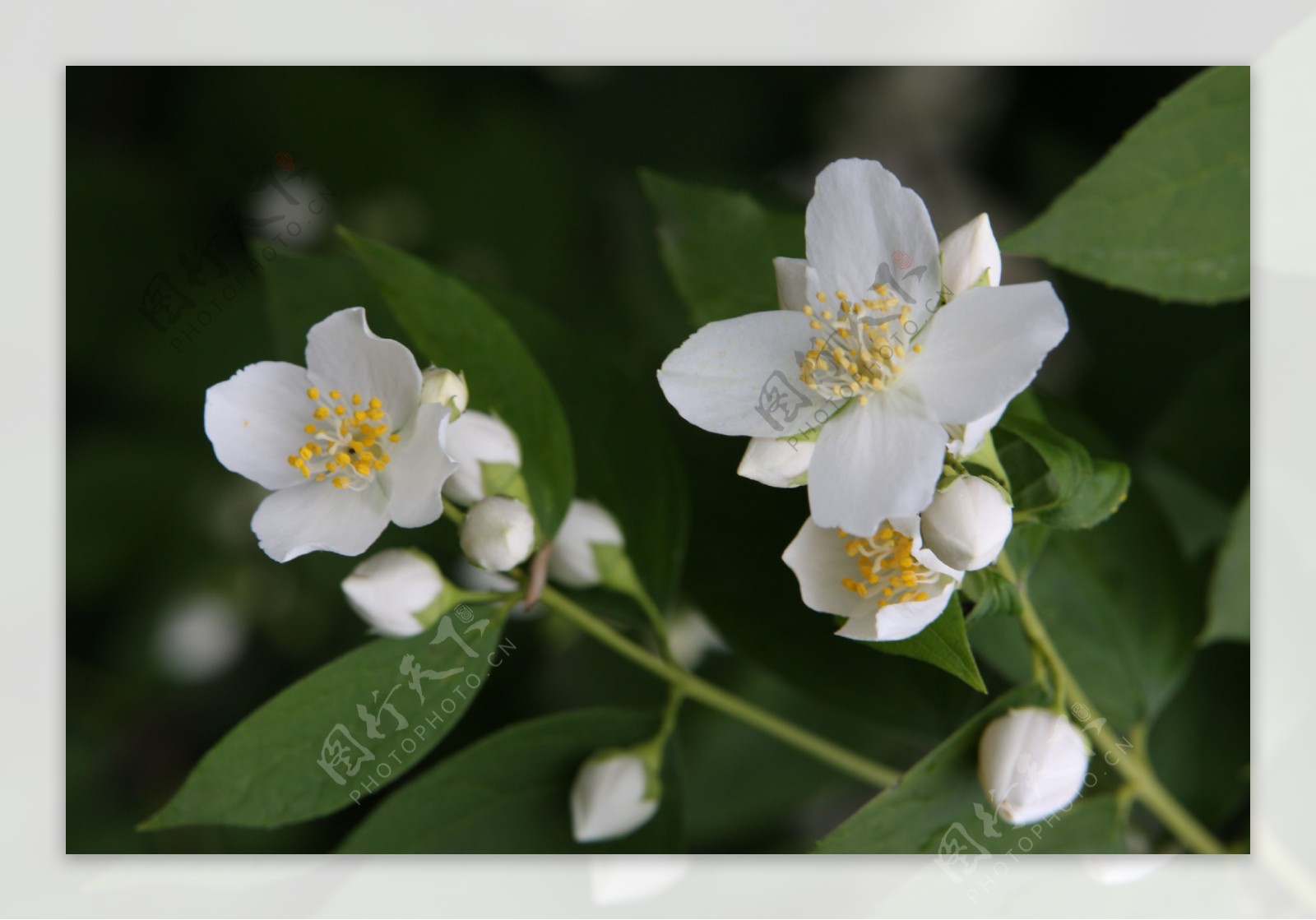 茉莉花