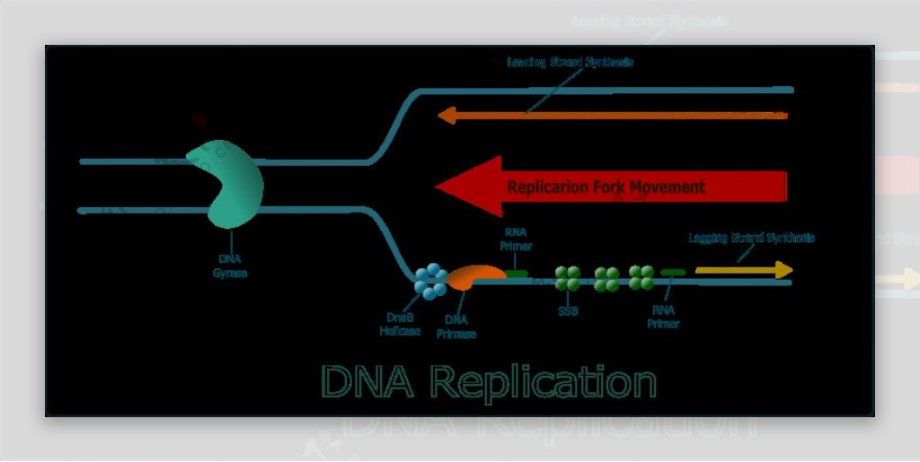 DNA的复制