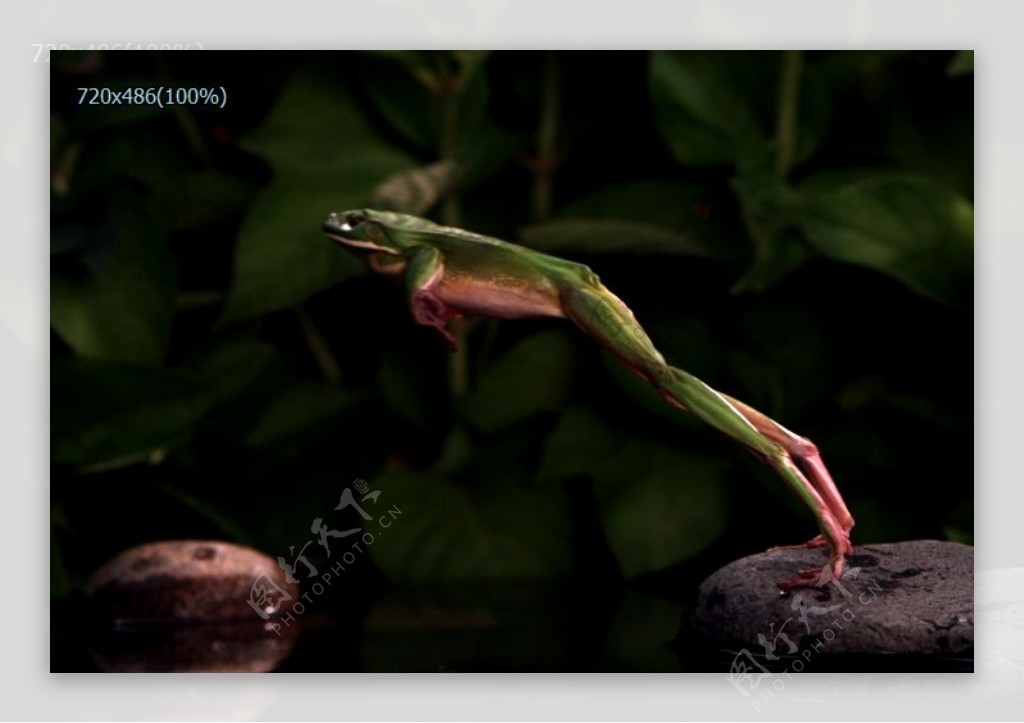 超慢动作树蛙跳跃实拍视频下载