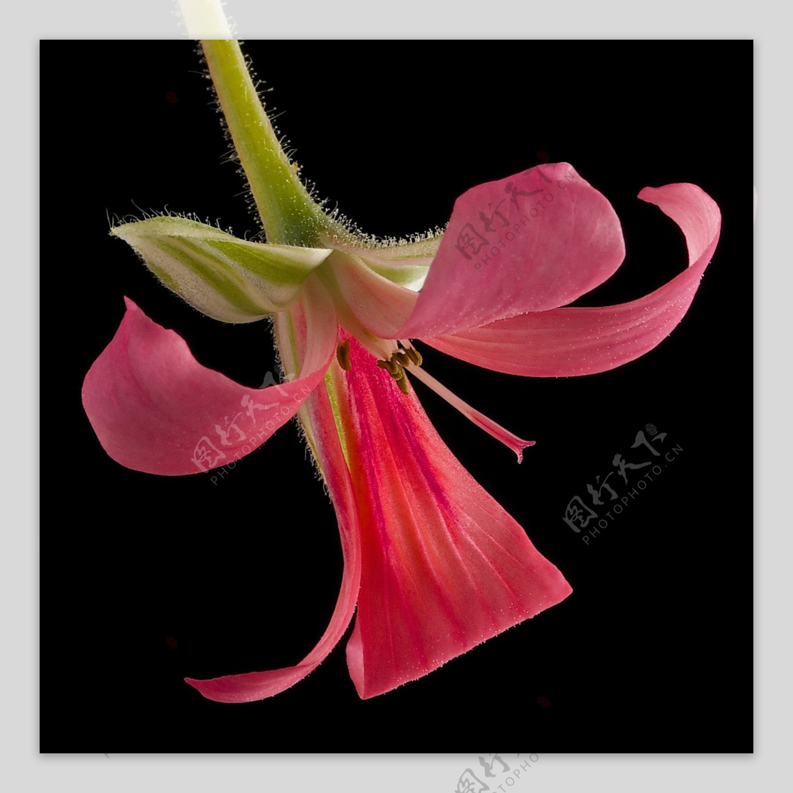 位图植物写实花卉花朵喇叭花免费素材