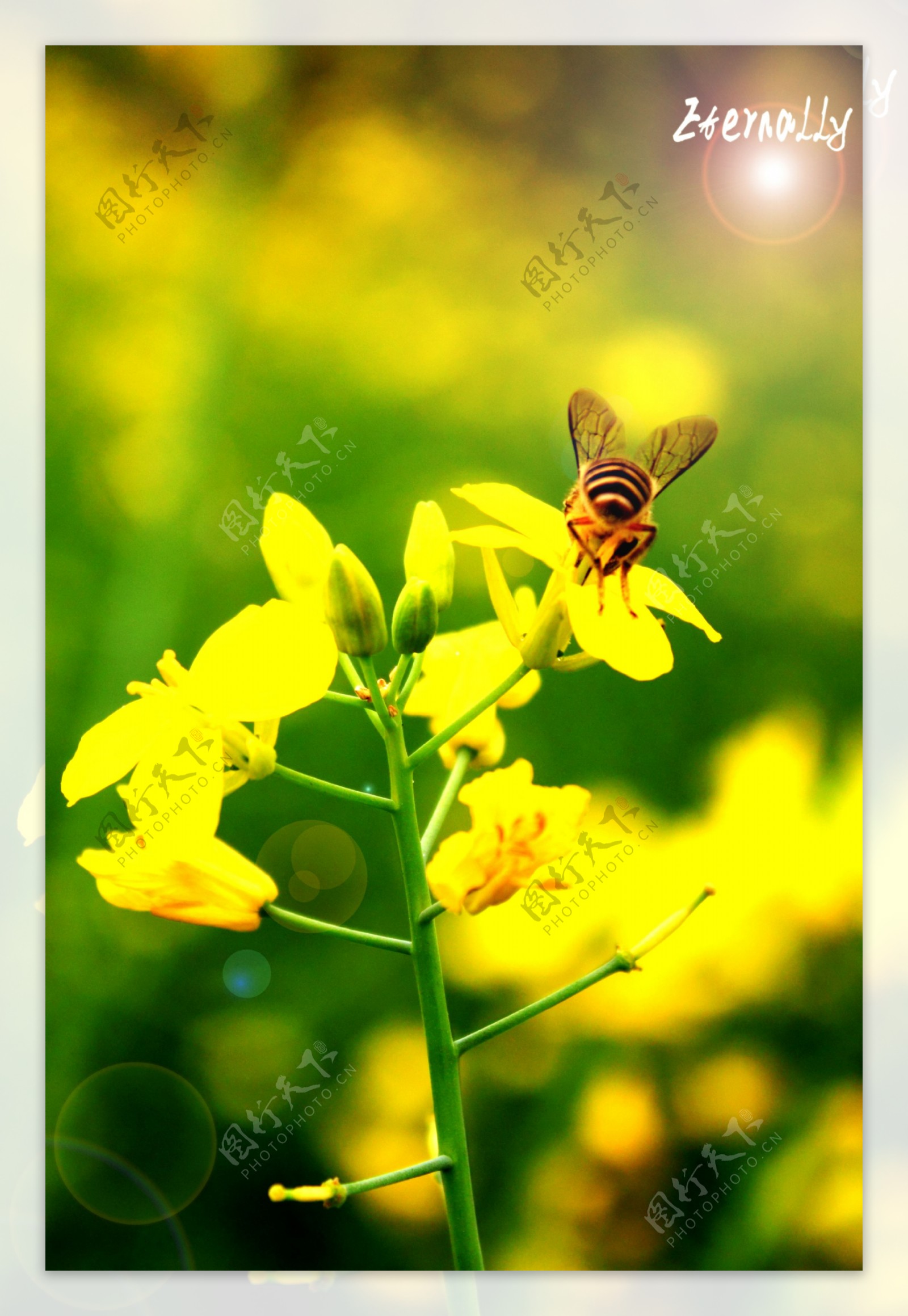 蜜蜂图片素材-编号07069909-图行天下