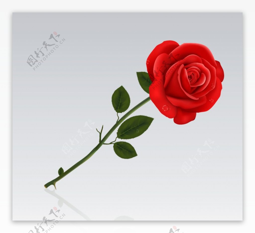 单只红色玫瑰花矢量素材