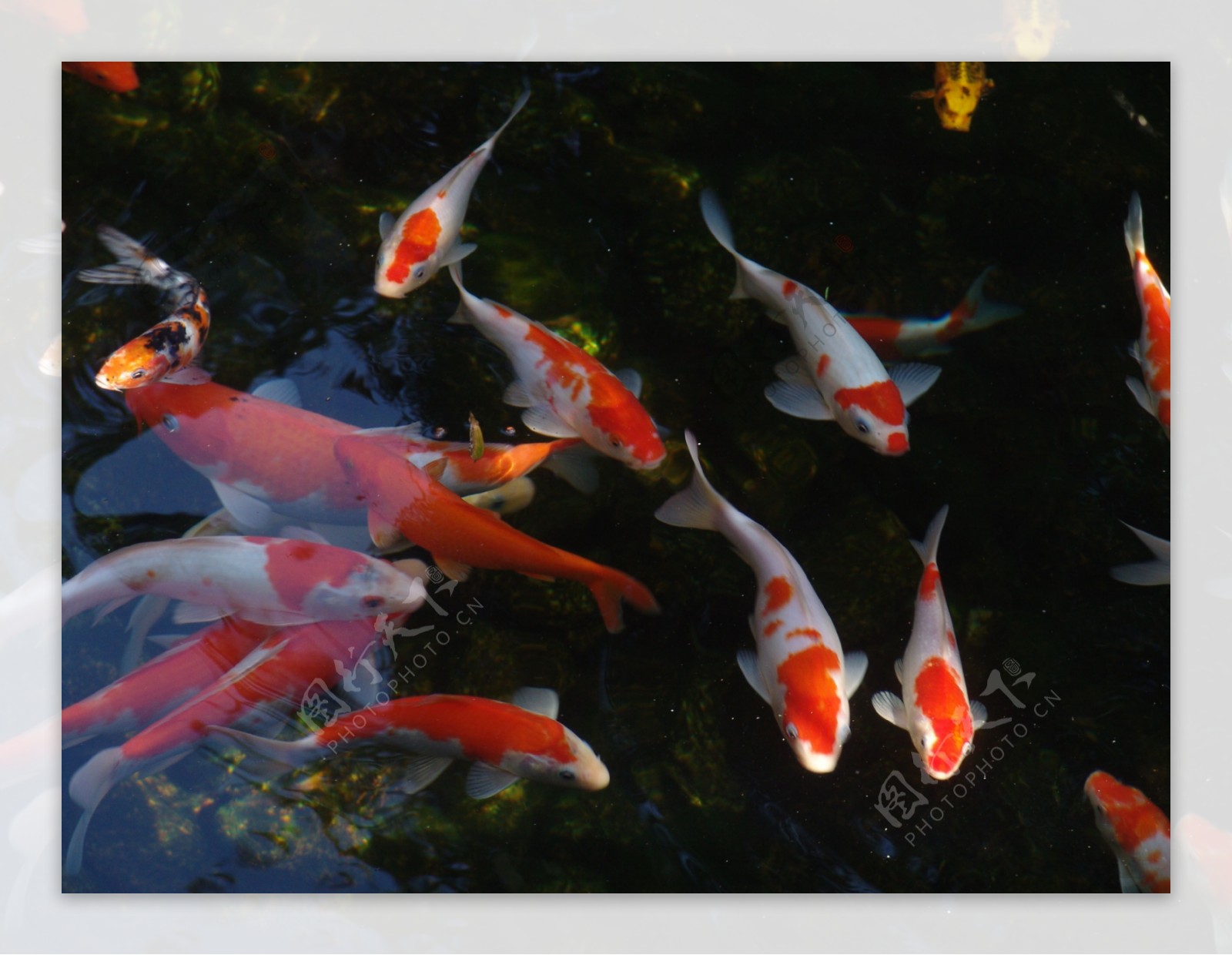 紫园锦鲤图片