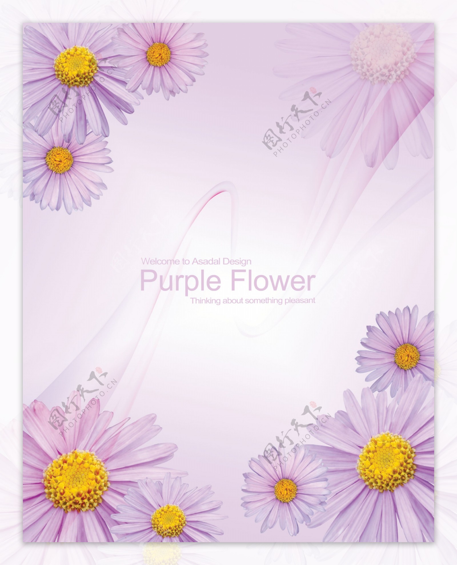 紫菊花