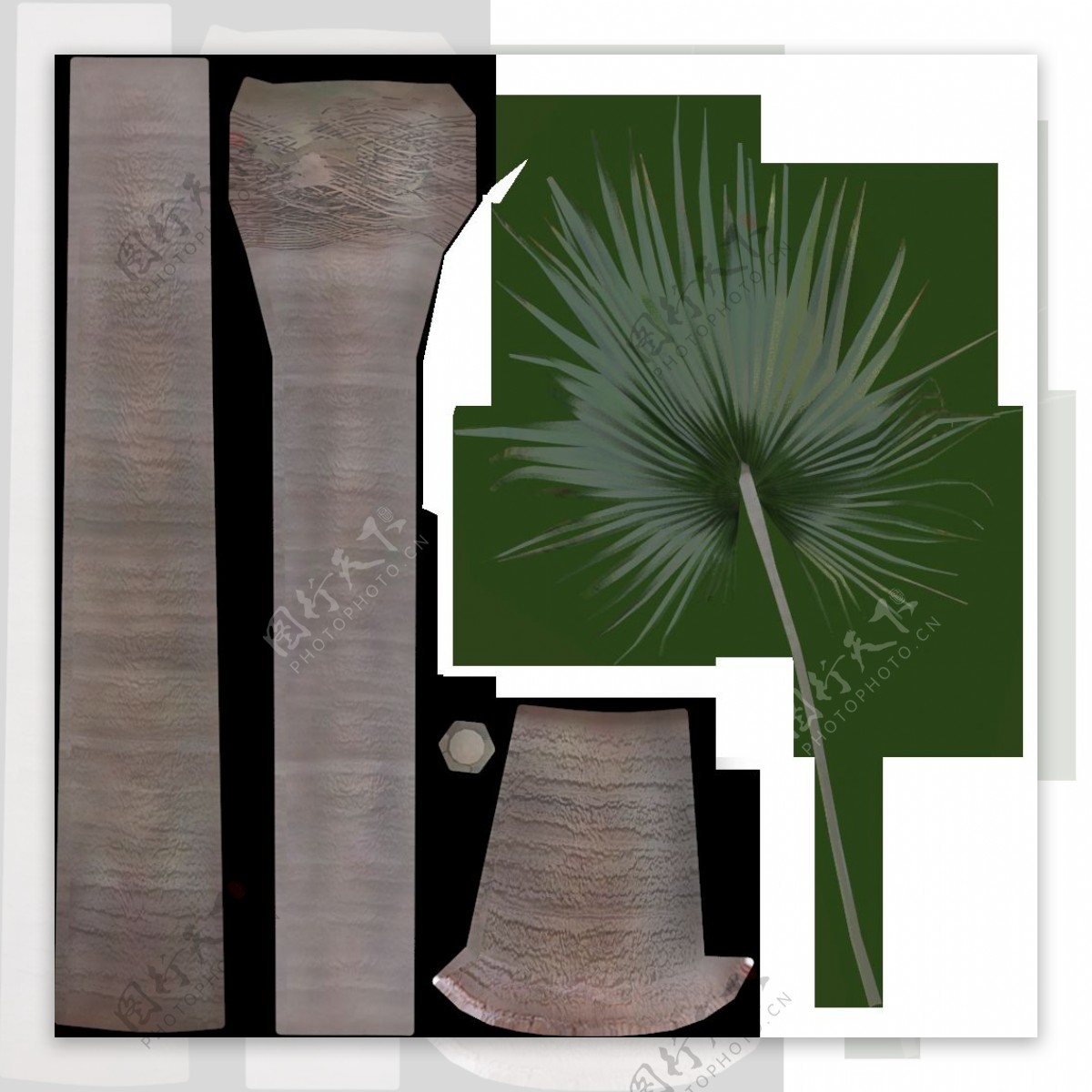 棕榈树高山蒲葵图片