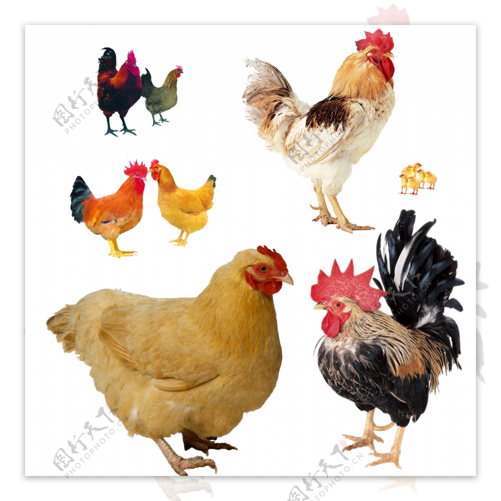 公鸡母鸡动物图片素材PSD分层文件