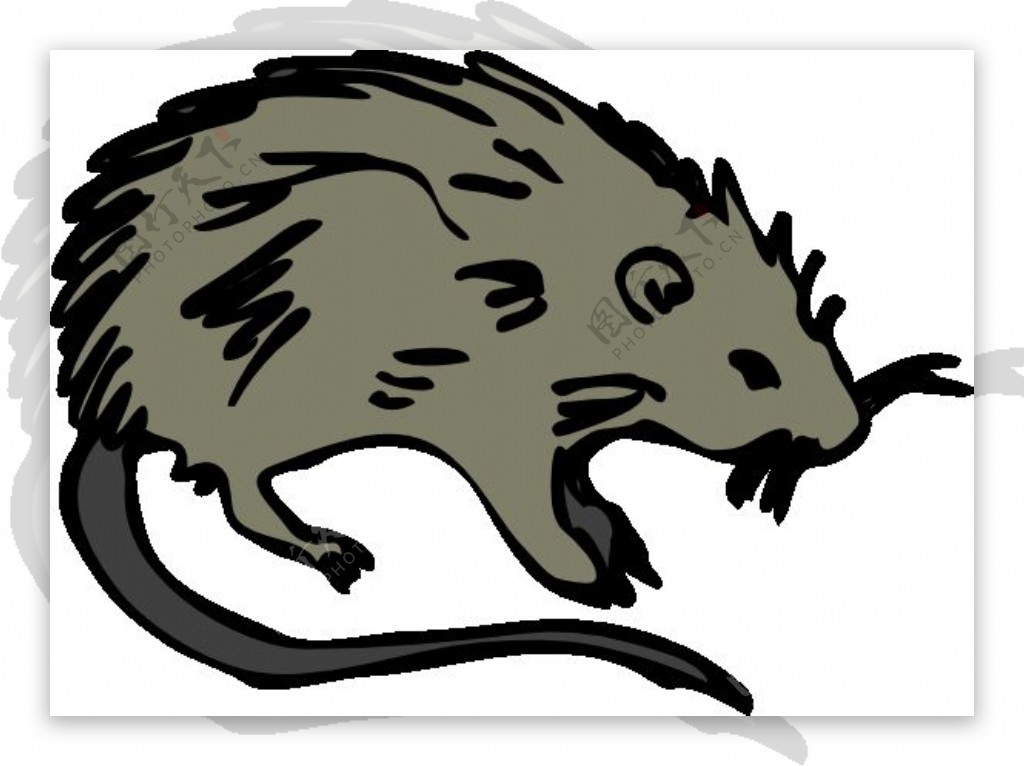 小鼠大鼠的啮齿动物的剪辑艺术