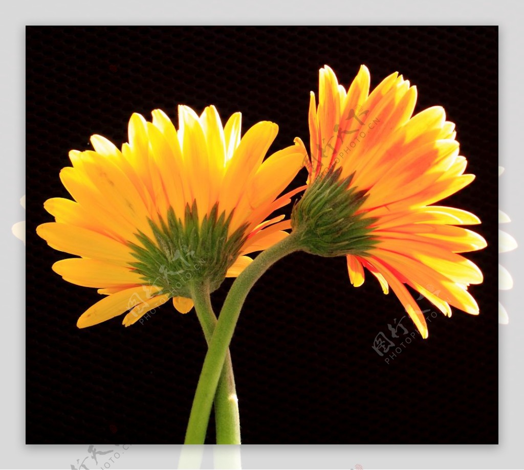 位图植物摄影植物花卉数码照片免费素材