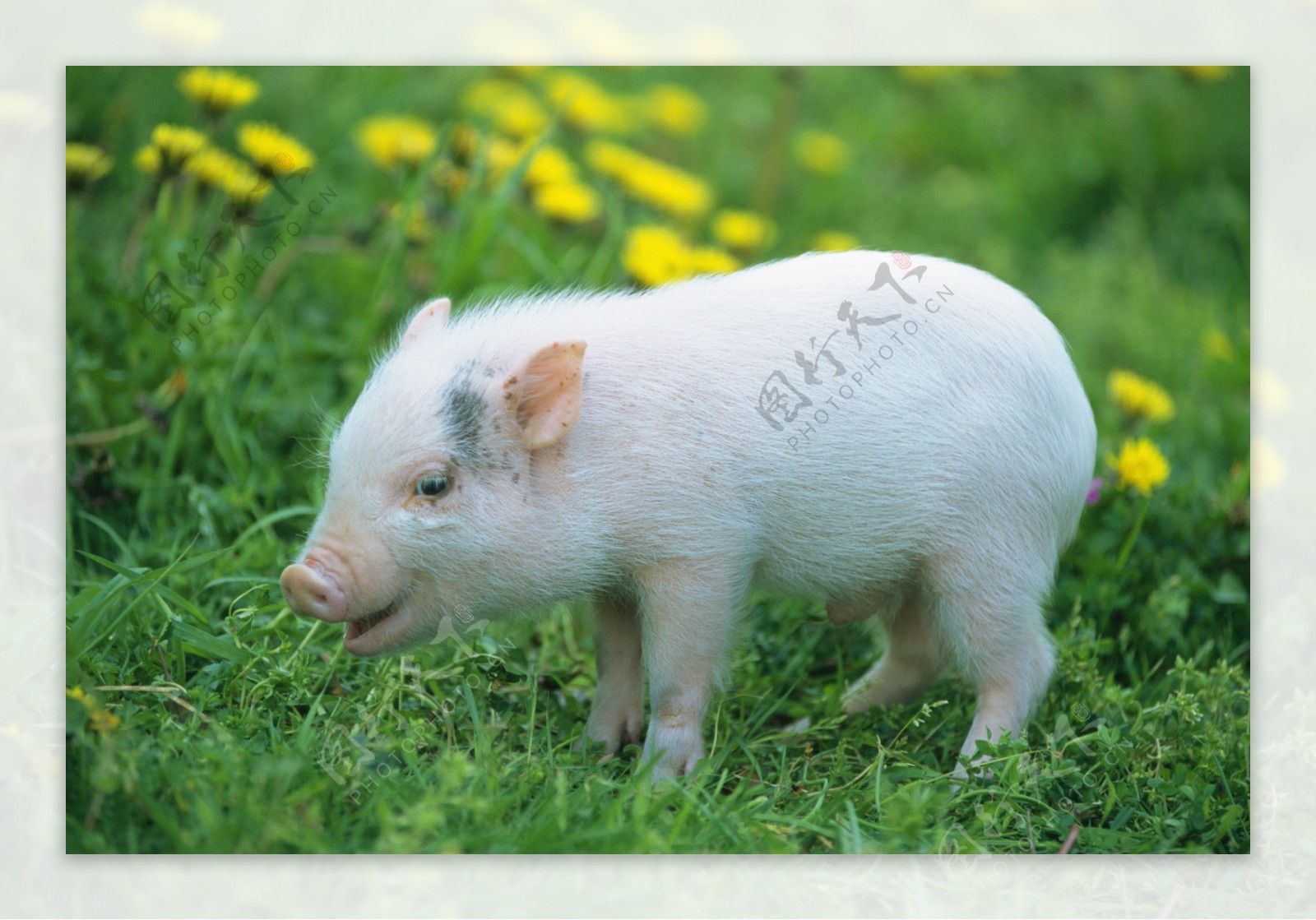 动物猪小猪猪图片小猪猪