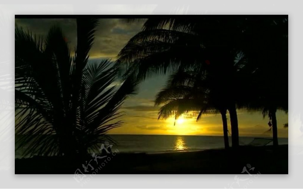 海岸椰树风景画视频图片