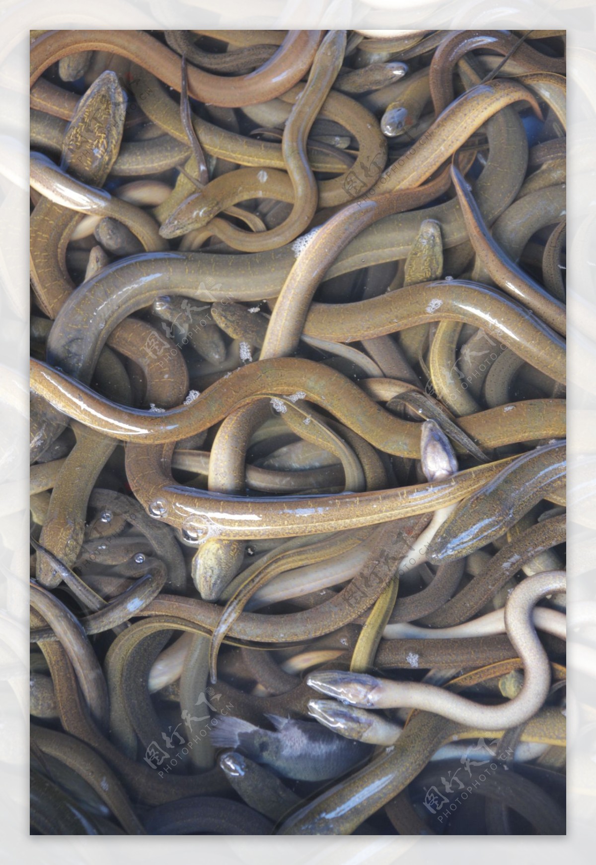泥鳅黄鳝图片素材-编号32839446-图行天下