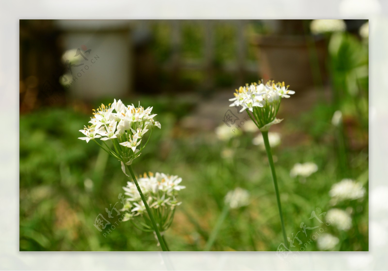 韭菜花图片